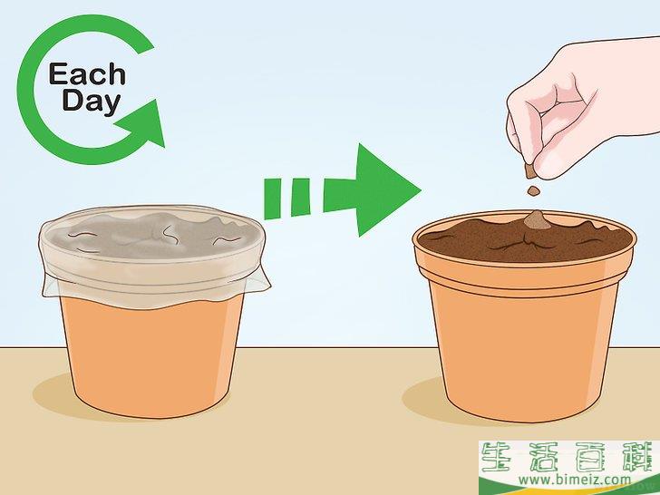 怎么养护马达加斯加龙血树