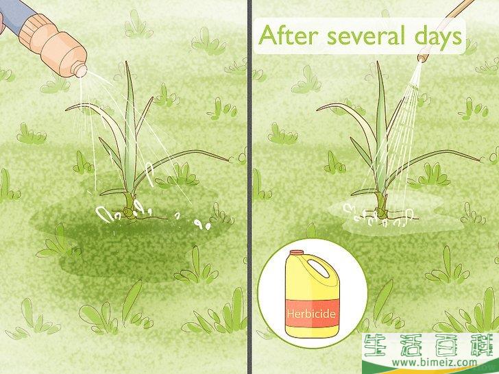 怎么除去莎草