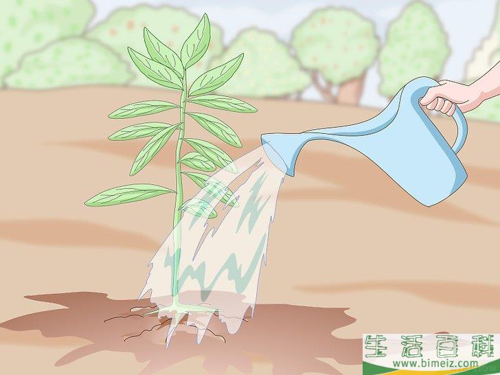 怎么种植檀香树