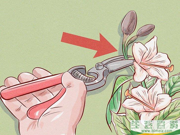 怎么给锦带花修枝