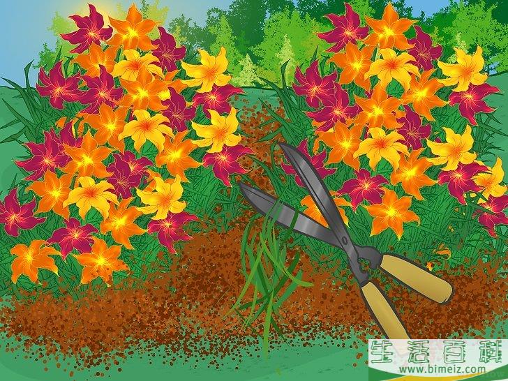怎么分栽黄花菜