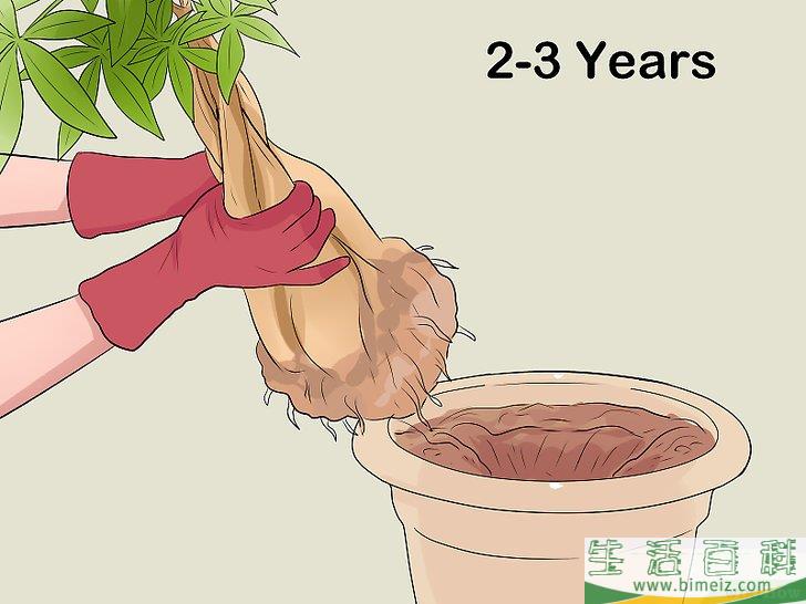 怎么照料招财树