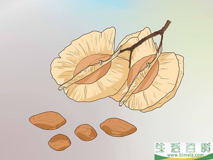 怎么辨别榆树