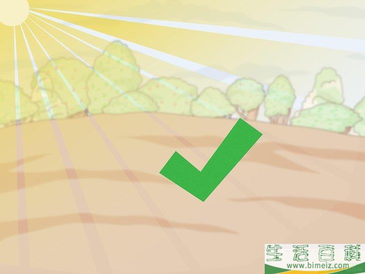 怎么种植檀香树