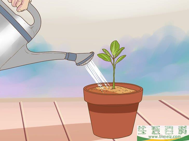 怎么促使橘籽发芽