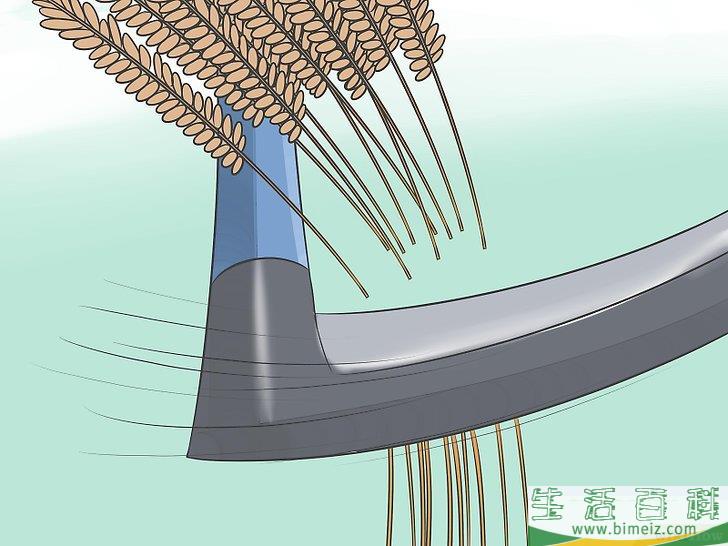 怎么种植大米