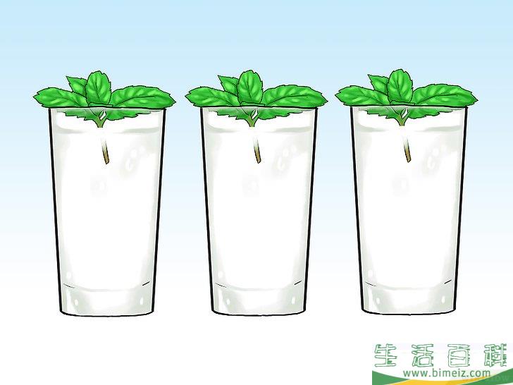 怎么在花盆里种植薄荷