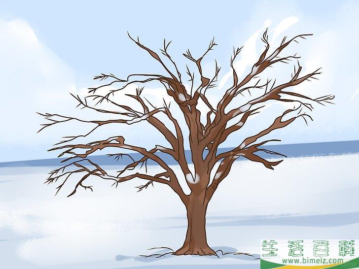 怎么辨别榆树