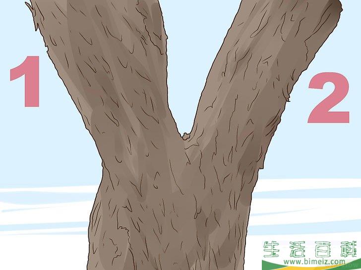 怎么辨别榆树