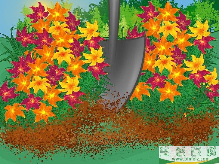怎么分栽黄花菜