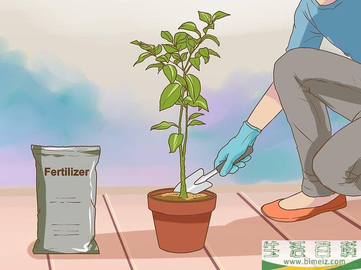 怎么促使橘籽发芽