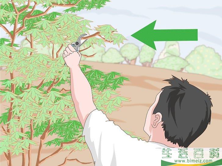 怎么种植檀香树
