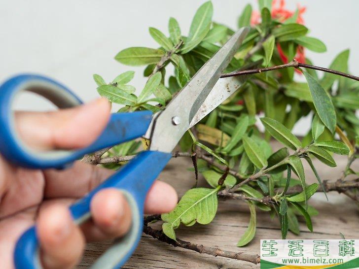 怎么制作花卉工艺品