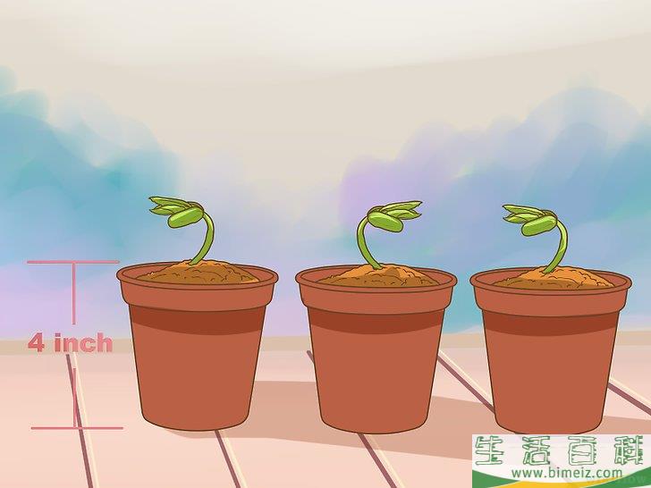 怎么促使橘籽发芽