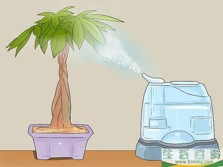 怎么照料招财树