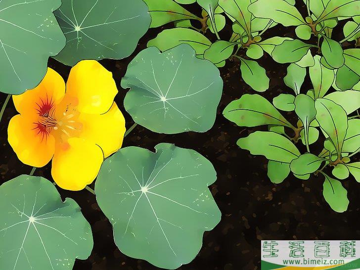 怎么除去粉虱