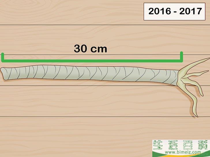 怎么养护马达加斯加龙血树