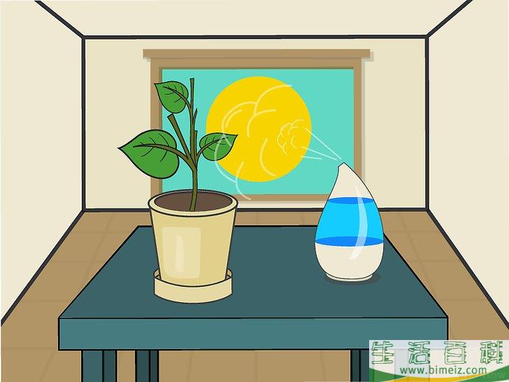 怎么在室内种植柠檬树