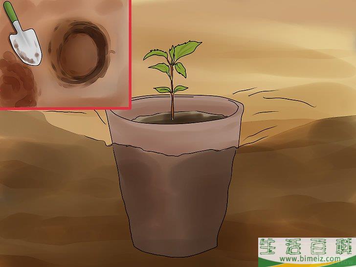 怎么播种苹果