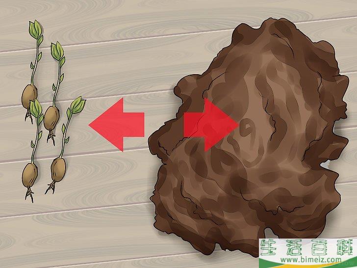 怎么播种苹果