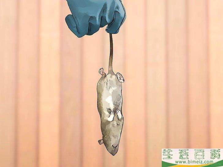 怎么除去老鼠
