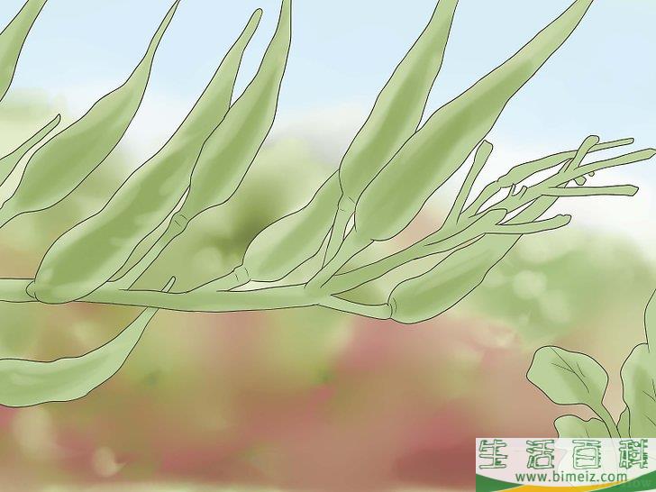 怎么收获萝卜