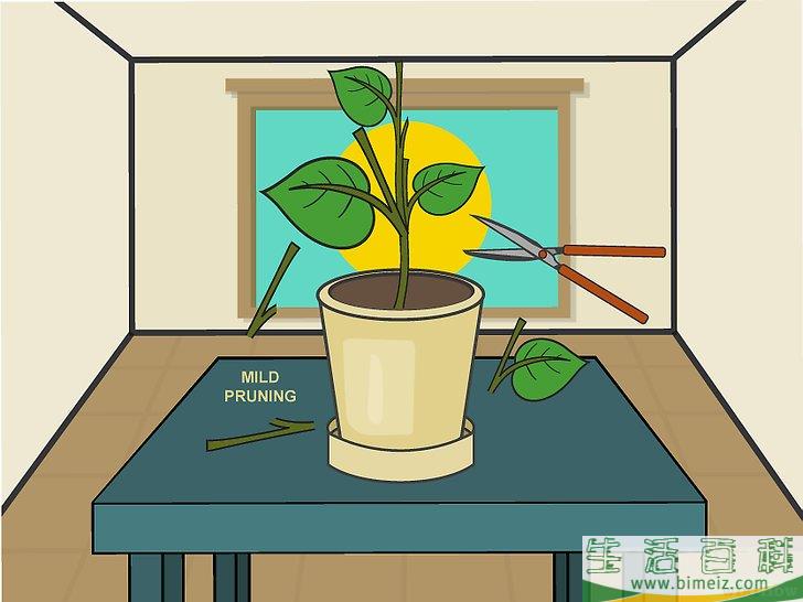 怎么在室内种植柠檬树