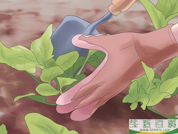 怎么收获萝卜