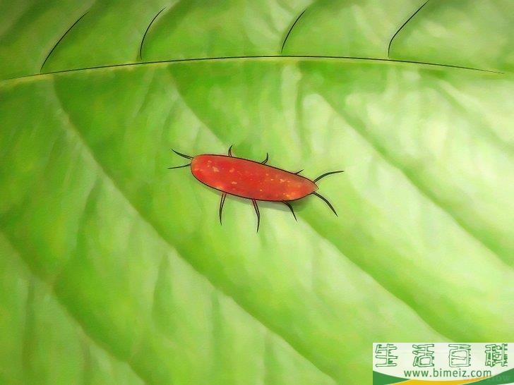 怎么消灭介壳虫