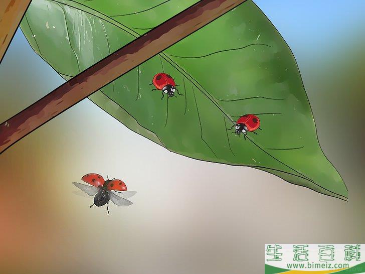 怎么除去粉虱