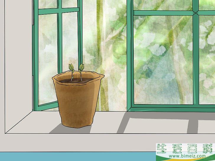 怎么播种苹果