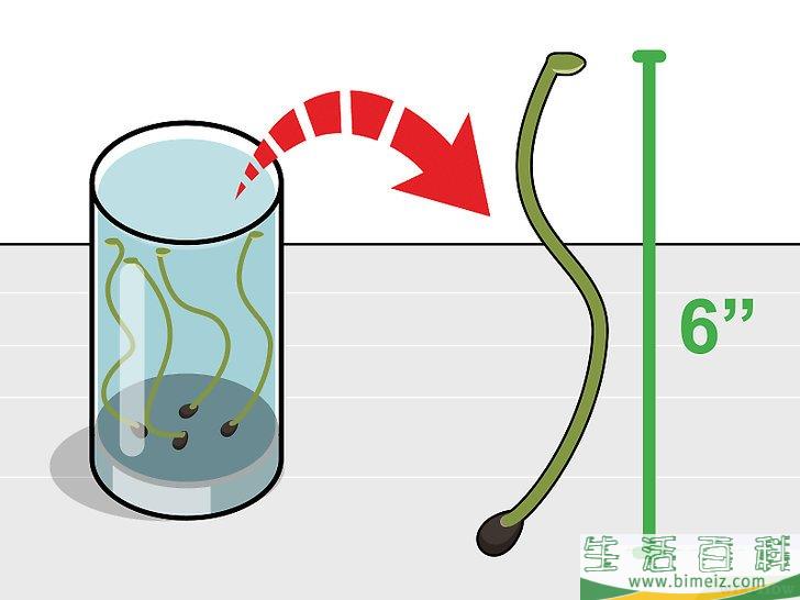 怎么种植莲花
