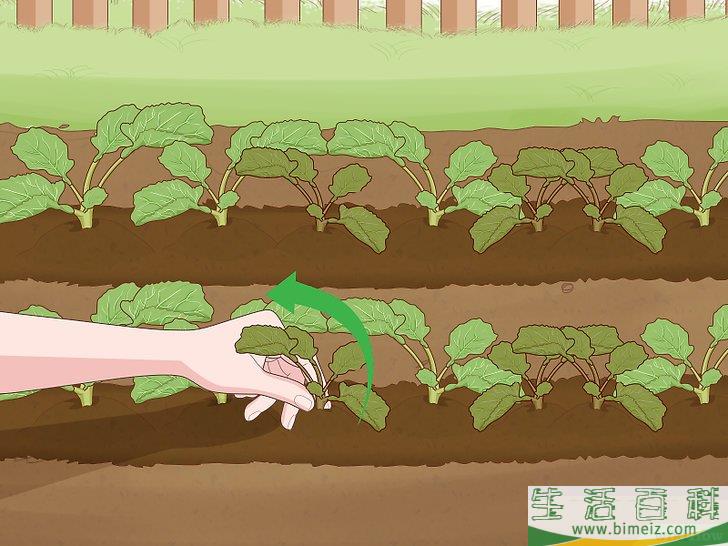 怎么种植西兰花