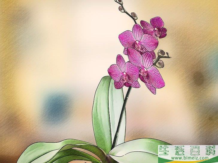 怎么让兰花开花