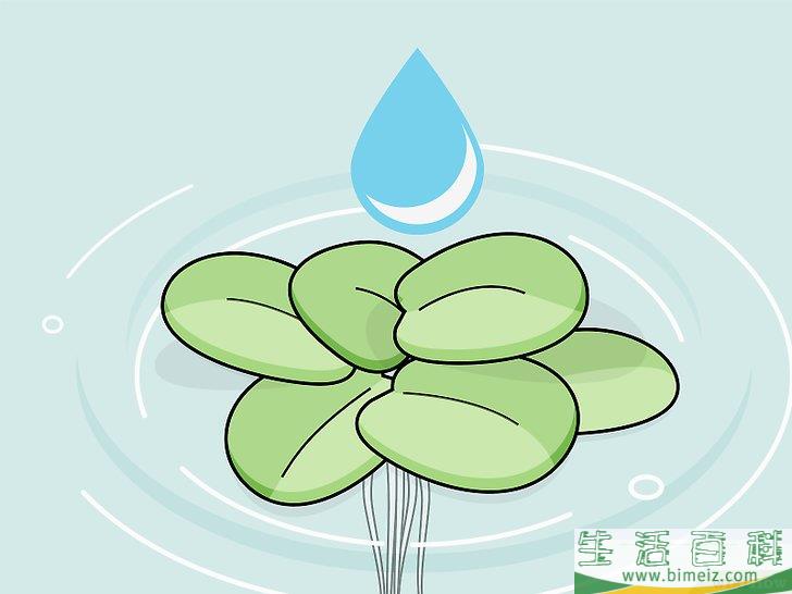 怎么种植淡水水族箱植物