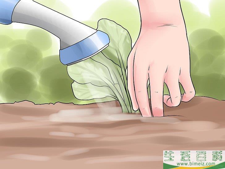 怎么选择给花园浇水的最佳时间