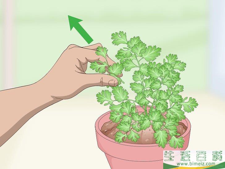 怎么修剪香菜