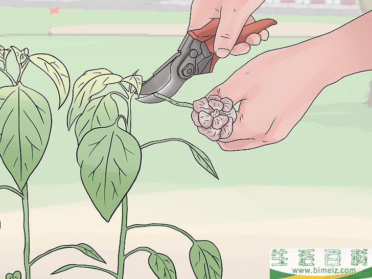 怎么照料植物