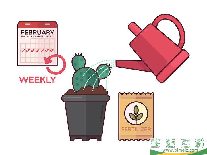 怎么在室内种植仙人掌