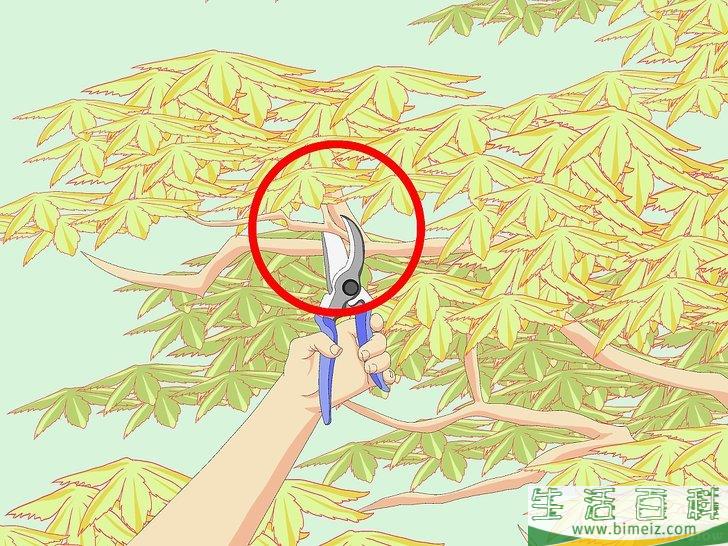 怎么修剪日本枫树