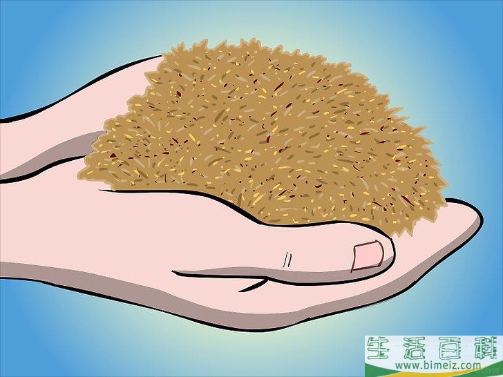 怎么种植树莓