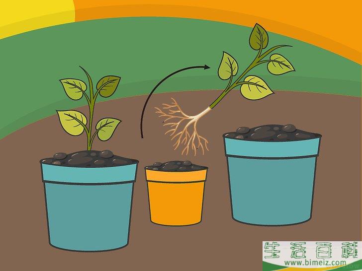 怎么用种子培植辣椒