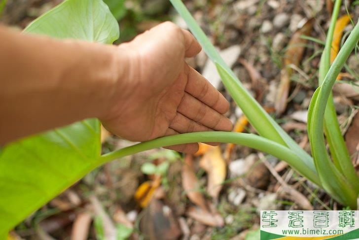 怎么栽种姑婆芋