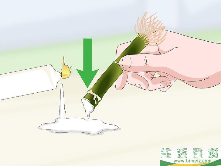怎么繁殖富贵竹