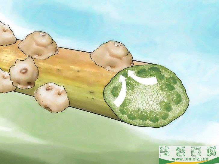 怎么消灭介壳虫