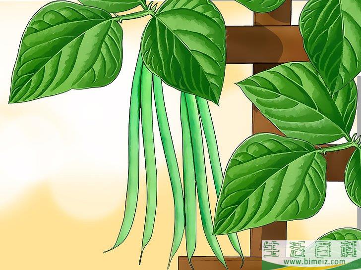 怎么种植豆类和豌豆