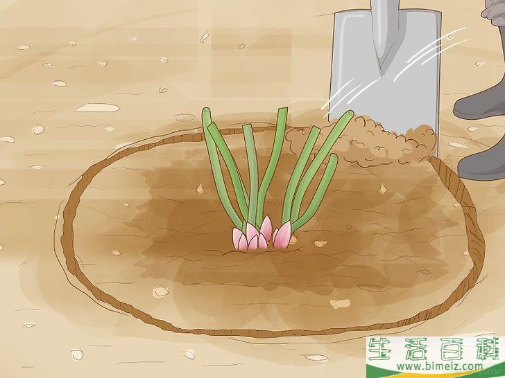 怎么分栽牡丹