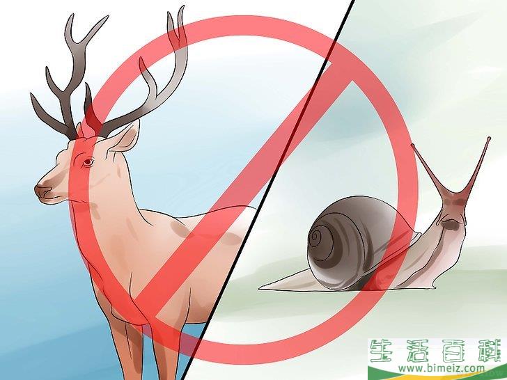 怎么照料玉簪花