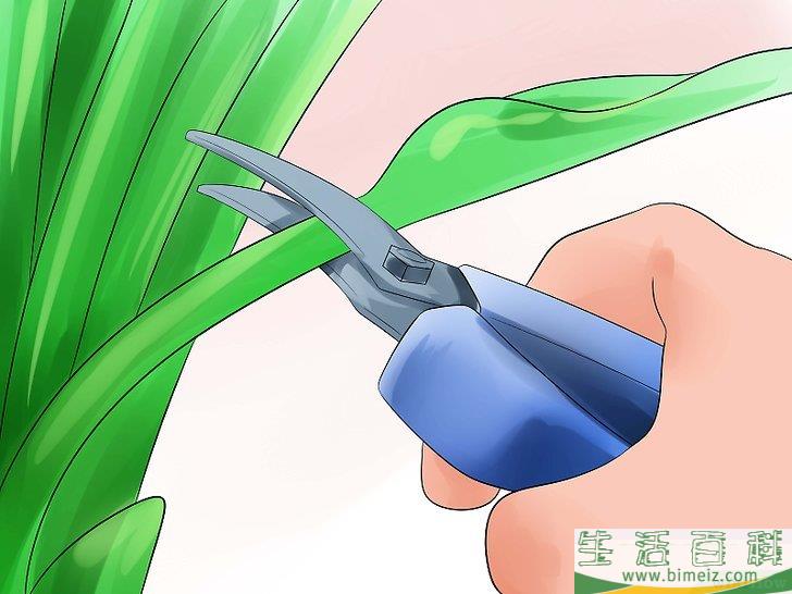 怎么照料玉簪花