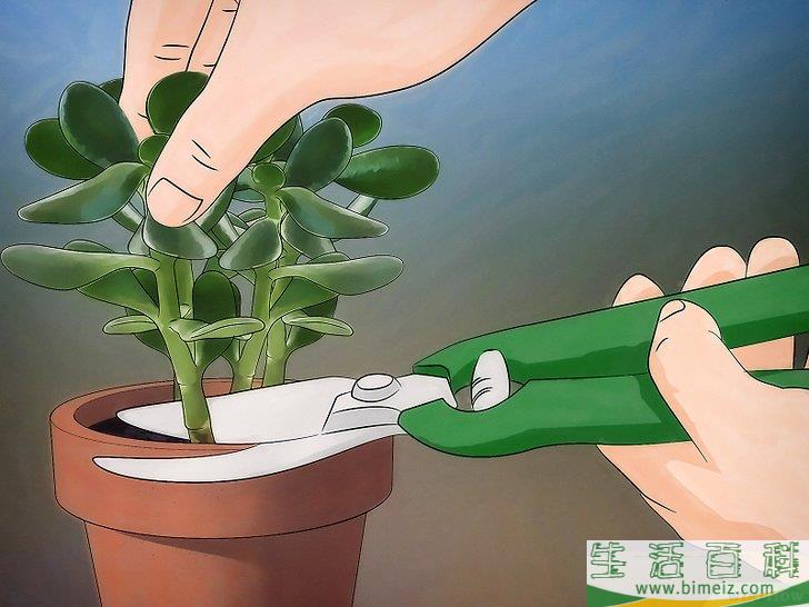 怎么种植翡翠木